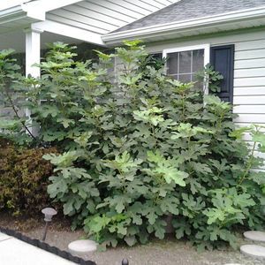 Meet your Posher, Helen